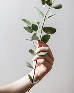 Load image into Gallery viewer, Ease | Eucalyptus + Peppermint Leaf | Bohemian Range by Keynvor
