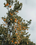 Load image into Gallery viewer, Soller | Warm Orange + Seared Amber | Bohemian Range by Keynvor
