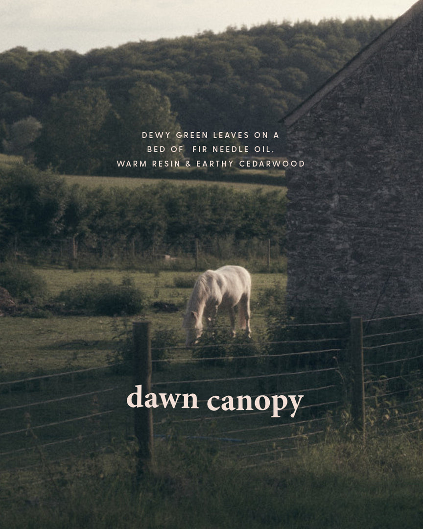 dawn canopy | green + earthy premium soy candle